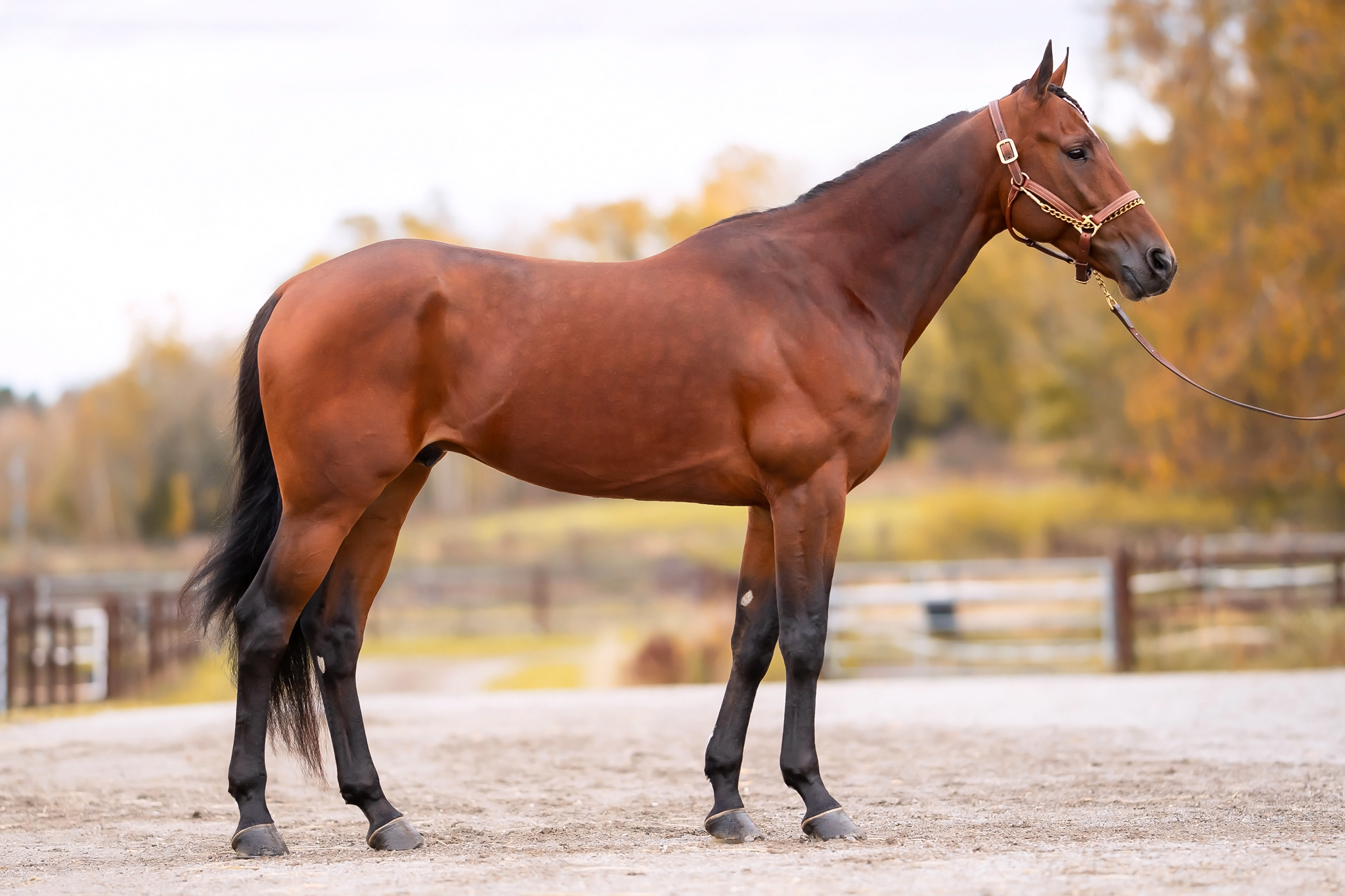 Bedækningsret til Calgary Games Lundens Liveauktioner